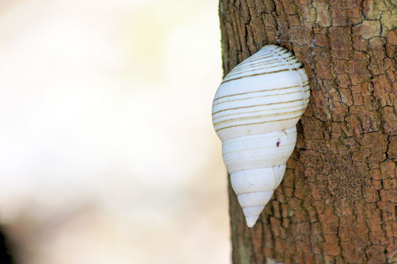 Liguus fasciatus ssp. Trinidad